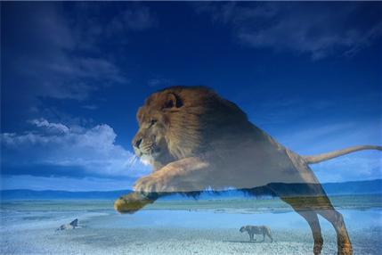 Lion on a beach